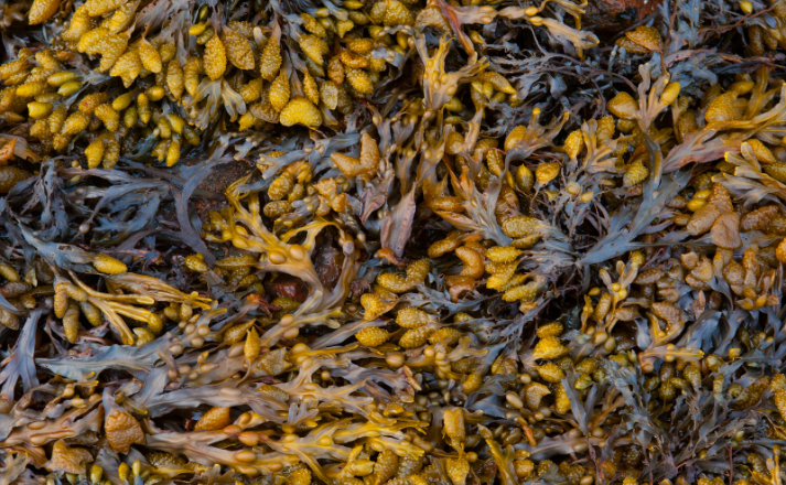 A la découverte des algues bretonnes #2