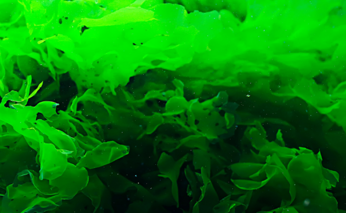 A la découverte des algues bretonnes #3